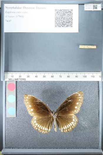 Media type: image;   Entomology 159273